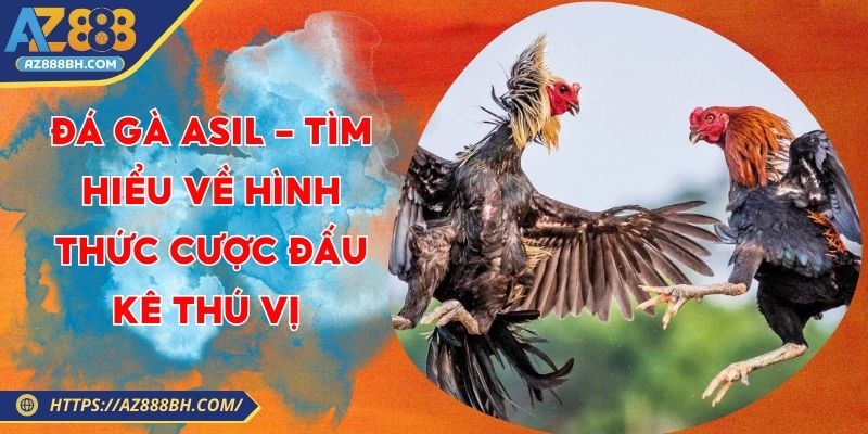 Đá Gà Asil - Tìm Hiểu Về Hình Thức Cược Đấu Kê Thú Vị 