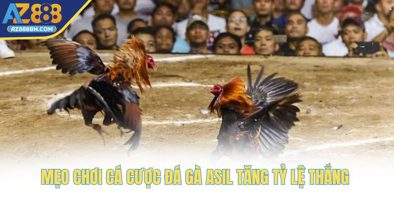 Mẹo chơi cá cược đá gà Asil tăng tỷ lệ thắng 