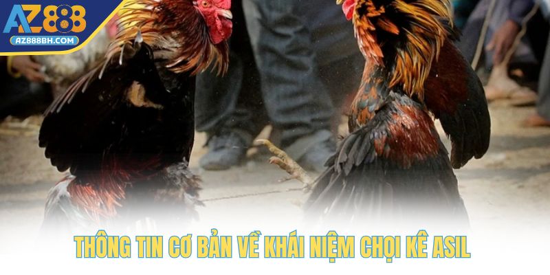 Thông tin cơ bản về khái niệm chọi kê Asil 