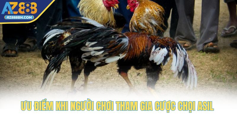 Ưu điểm khi người chơi tham gia cược chọi Asil 